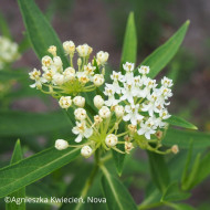 Asclepias incarnata White