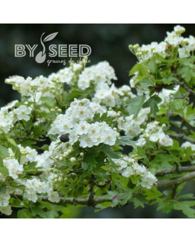 Aubépine - Crataegus monogyna