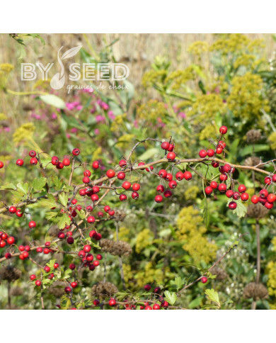 Aubépine - Crataegus monogyna