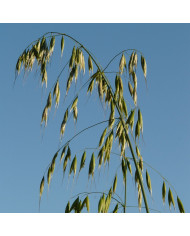 Asclepias incarnata White