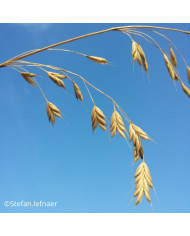 Browallia White Lady