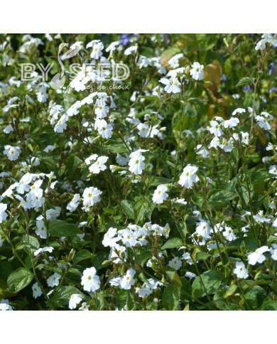 Browallia White Lady