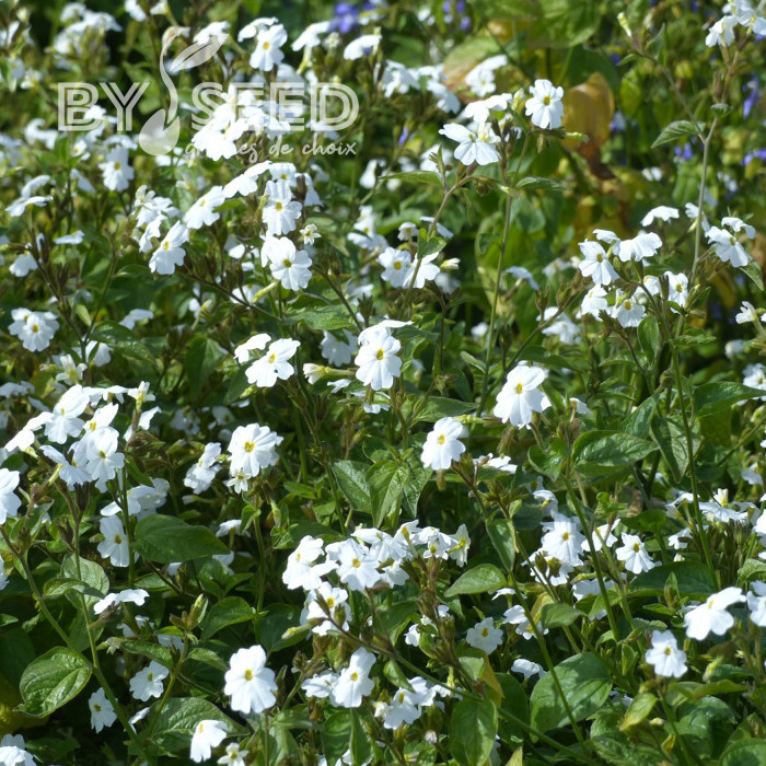 Browallia White Lady