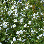 Browallia White Lady