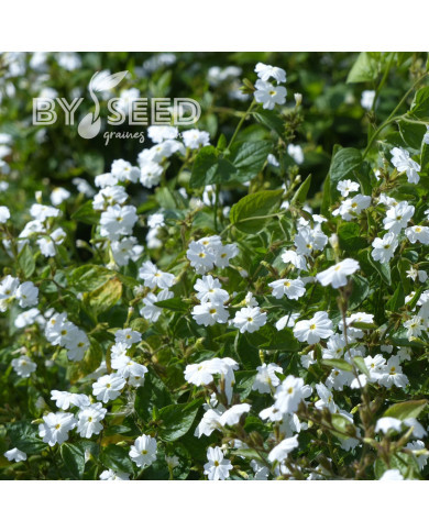 Browallia White Lady