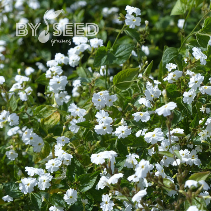 Browallia White Lady