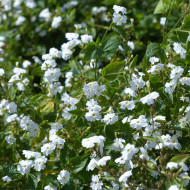 Browallia White Lady