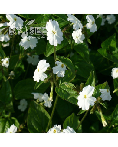 Browallia White Lady