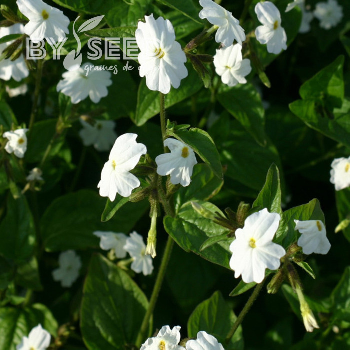 Browallia White Lady