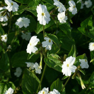 Browallia White Lady