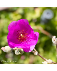 Campanule medium Double Mix