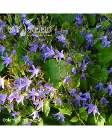 Campanule poscharskyana