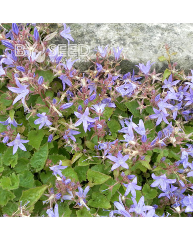 Campanule poscharskyana