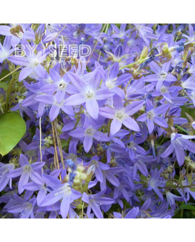 Campanule poscharskyana