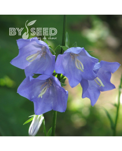 Campanule à feuille de pêcher Grandiflora caerulea