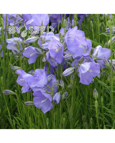 Campanule à feuille de pêcher Grandiflora caerulea