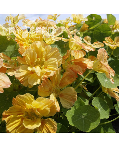 Capucine naine Whirlybird Apricot