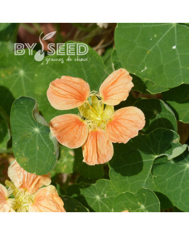 Capucine naine Whirlybird Apricot