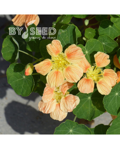 Capucine naine Whirlybird Apricot