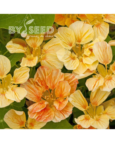 Capucine naine Whirlybird Apricot