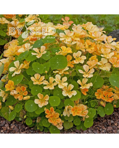 Capucine naine Whirlybird Apricot