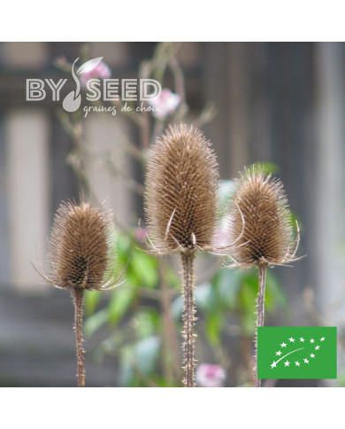 Cardère sauvage Dipsacus sylvestris BIO
