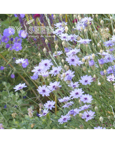 Catananche Amor blue (Cupidone)