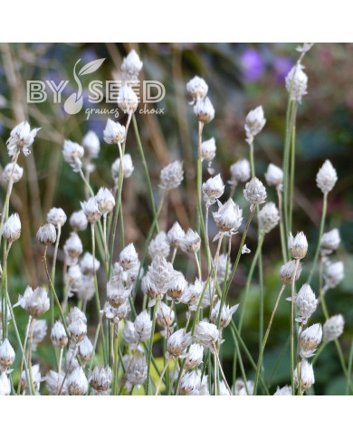 Catananche Amor blue (Cupidone)