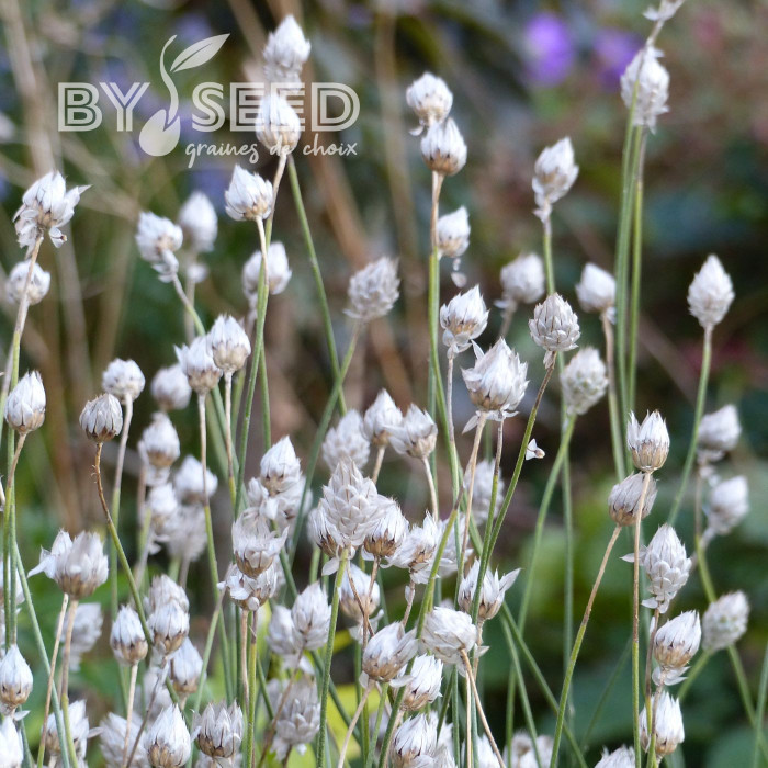 Catananche Amor blue (Cupidone)