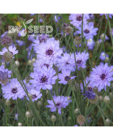 Catananche Amor blue (Cupidone)