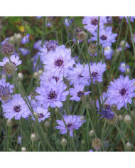 Catananche Amor Blue-White (Cupidone)
