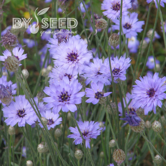 Catananche Amor blue (Cupidone)