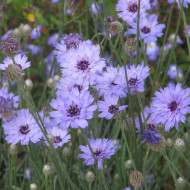 Catananche Amor blue (Cupidone)