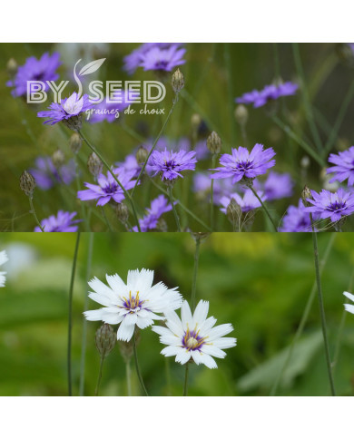 Catananche Amor Blue-White (Cupidone)