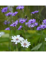 Catananche Amor blue (Cupidone)