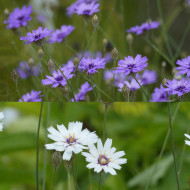 Catananche Amor Blue-White (Cupidone)
