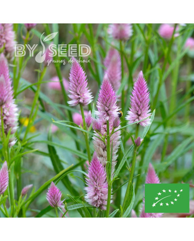 Célosie en épis Flamingo Feather BIO