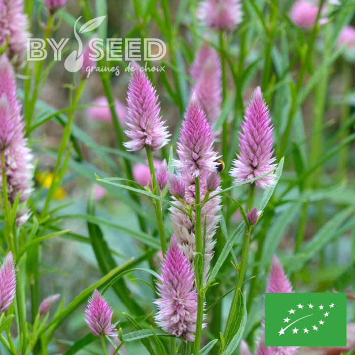 Célosie en épis Flamingo Feather BIO