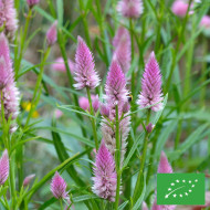 Célosie en épis Flamingo Feather BIO