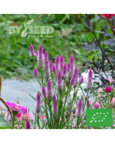 Célosie en épis Flamingo Feather BIO