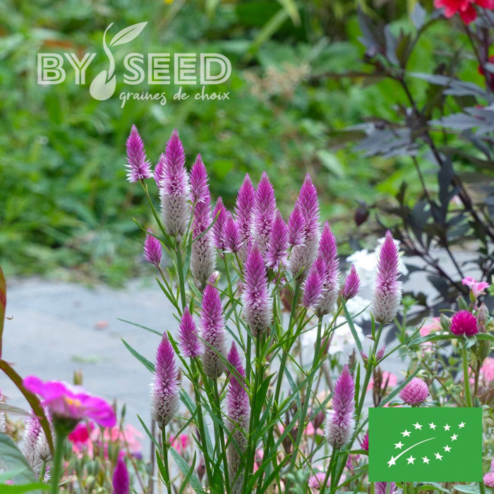 Célosie en épis Flamingo Feather BIO