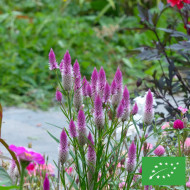 Célosie en épis Flamingo Feather BIO