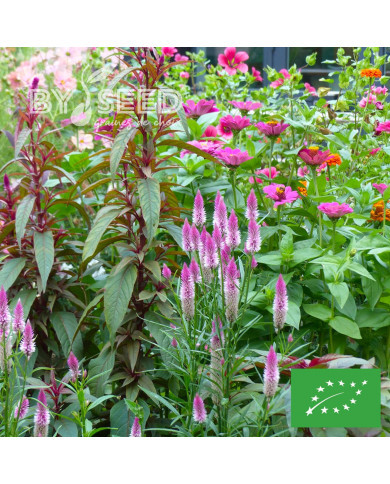 Célosie en épis Flamingo Feather BIO