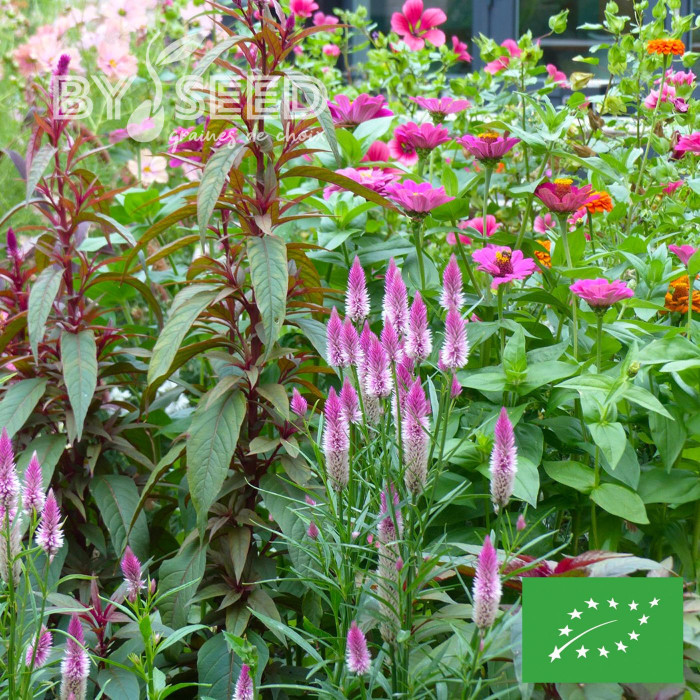 Célosie en épis Flamingo Feather BIO