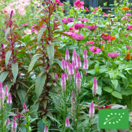 Célosie en épis Flamingo Feather BIO