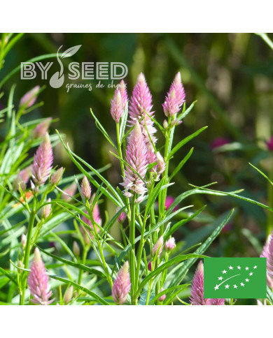 Célosie en épis Flamingo Feather BIO