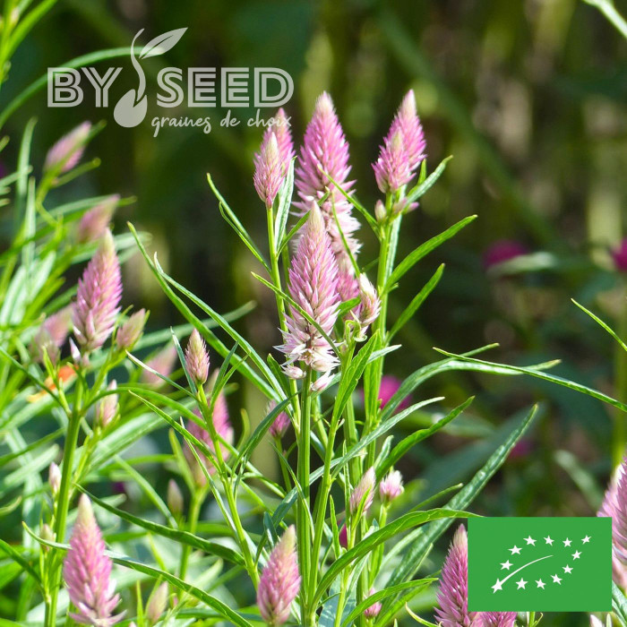 Célosie en épis Flamingo Feather BIO