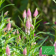 Célosie en épis Flamingo Feather BIO