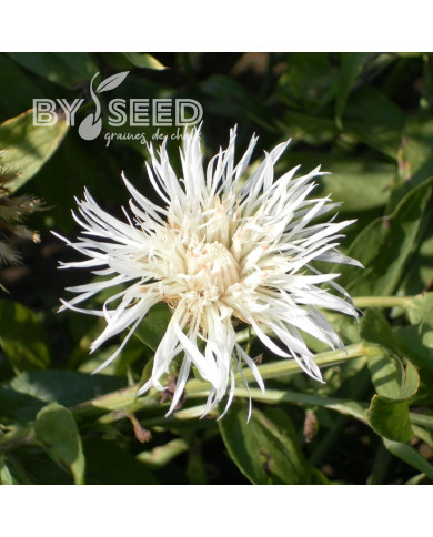 Centaurée americana Aloha Blanca