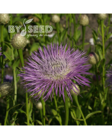 Centaurée americana Aloha Rosa